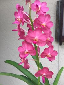 Vandachostylis Pine Rivers