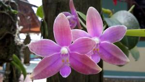 Phalaenopsis Fintje Kunriawati