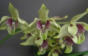 <i>Dendrobium</i> Peter Nash