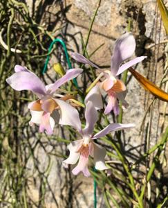Papilionanda Pink Fairy