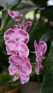 Phalaenopsis OX Happy Dancer