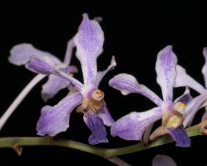 Vanda Blue Button