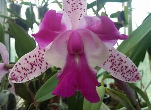 Cattleya Interglossa