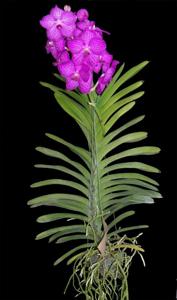 Vanda Siriporn Pink
