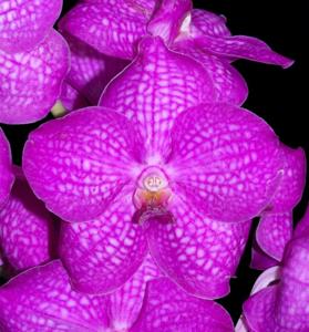 Vanda Siriporn Pink