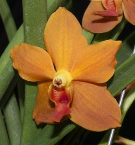 Paravanda Golden Delight