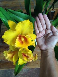 Rhyncholaeliocattleya Shinfong Luohyang