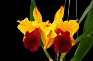 Rhyncholaeliocattleya Tainan Gold