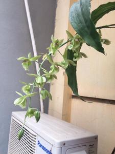 Clowesetum Jumbo Apollo