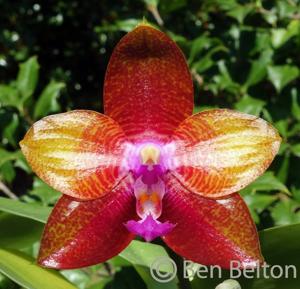 <i>Phalaenopsis</i> Pylo's Magician