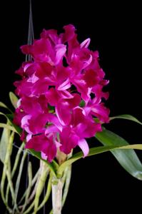 Cattlianthe Tristar Bouquet