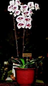 Phalaenopsis Sir Elton John