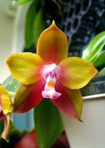 Phalaenopsis Dragon Tree Eagle