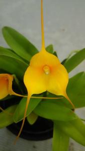 <i>Masdevallia</i> Adieu