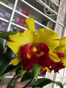 Rhyncholaeliocattleya Liu's Joyance