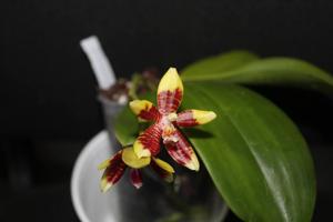 Phalaenopsis Monika Schöttler
