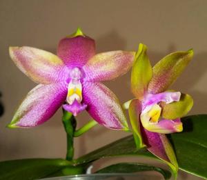 Phalaenopsis Monir Hossain Remysel