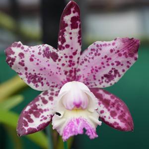 Cattleya Brabantiae