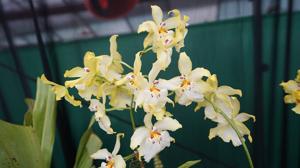 Oncidopsis Celtic Sun