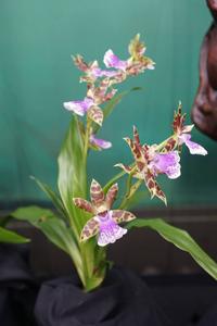 Zygopetalum Jumpin Jack