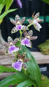 Zygopetalum Jumpin Jack