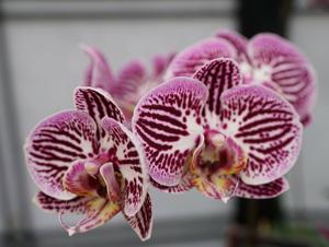 Phalaenopsis OX Black Tea