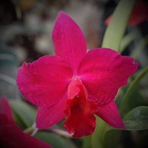 Rhyncholaeliocattleya Higher Multiplier