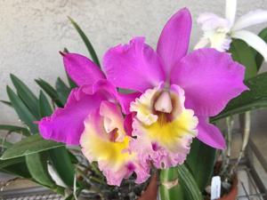 Rhyncholaeliocattleya Grandma June Metcalf