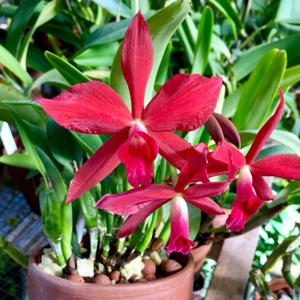 Cattleya Gratrixiae (1901)