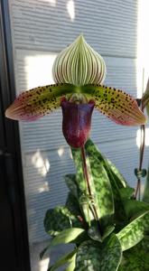 <i>Paphiopedilum</i> Singapore