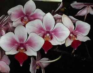<i>Phalaenopsis</i> Seletar Gem