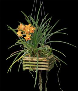 Paravanda Golden Delight