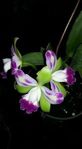 Rhyncholaeliocattleya Yen Corona