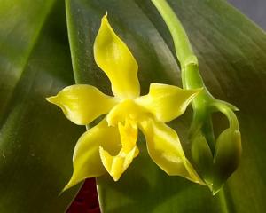 Phalaenopsis Malacea