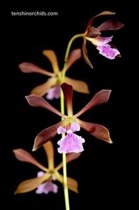 <i>Encyclia</i> Dancing Bees