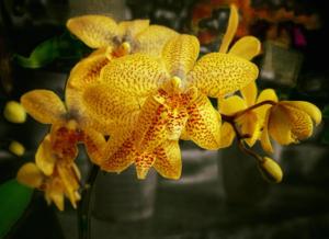Renanthopsis Mildred Jameson