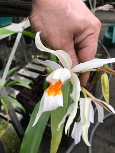 Coelogyne Fredensborg