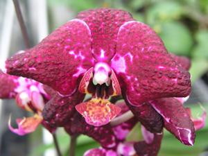 Phalaenopsis Brother Spotted Rose