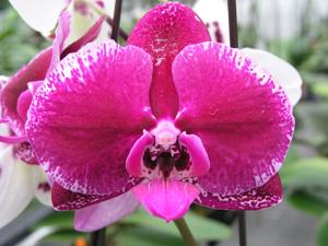 Phalaenopsis Brother Formosa Love