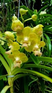 Aeridovanda Photisan