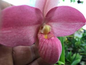 Phragmipedium Vingtaine de Maufant