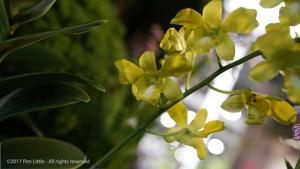 <i>Dendrobium</i> Bay South Gold