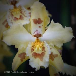 Oncidium Lucy Roessiger