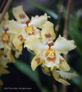 Oncidium Lucy Roessiger