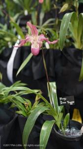 Phragmipedium Incan Treasure