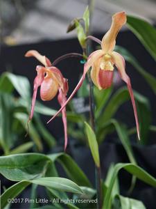 Phragmipedium Ruby Slippers