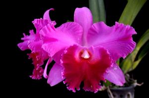 Rhyncholaeliocattleya Fritz Nickolaus