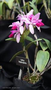 Cattleya Porphyrophlebia