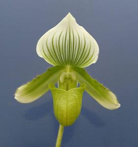 Paphiopedilum Hilo Green Mountain
