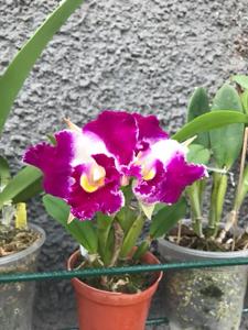 Cattleya Chan Hsiu Jewel